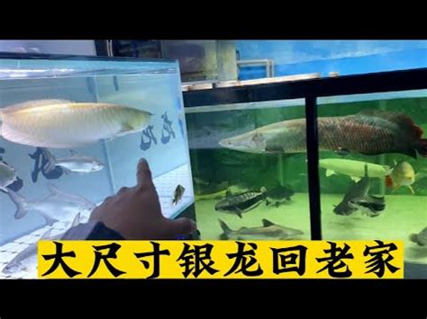 銀帶怎麼養|【銀帶怎麼養】銀帶飼育指南：拒絕活餌，從入門到精通